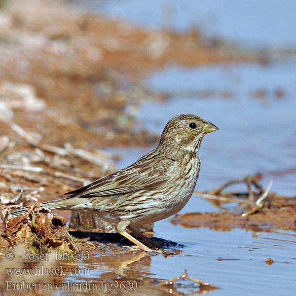 Emberiza calandra bg9620