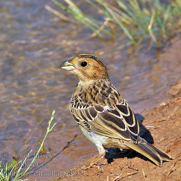 Emberiza calandra bg9832