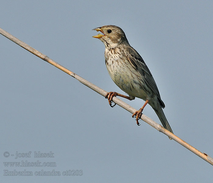 Strnad luční Emberiza calandra Miliaria