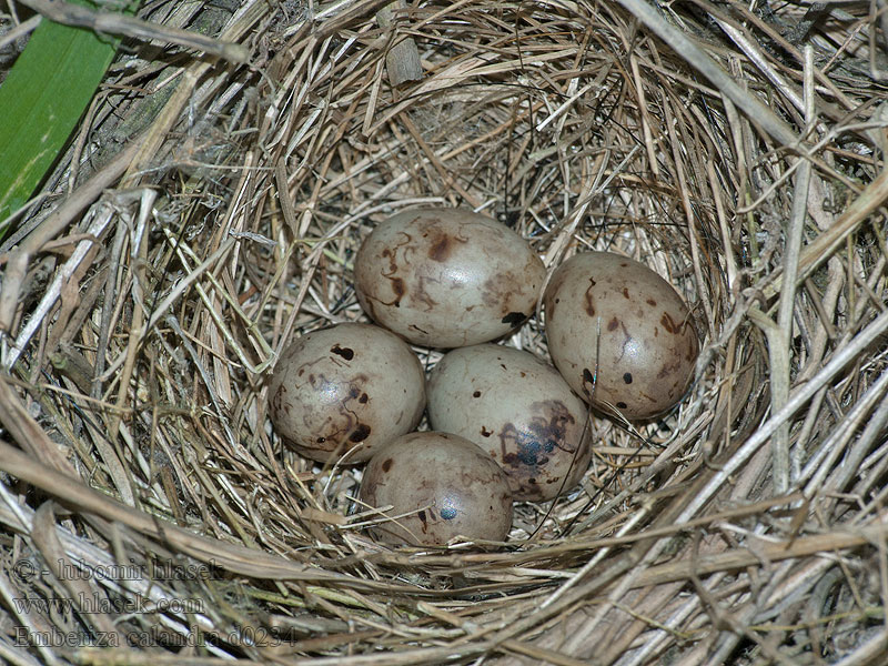 Strnádka lúčna Veliki strnad Sordély Potrzeszcz Emberiza calandra