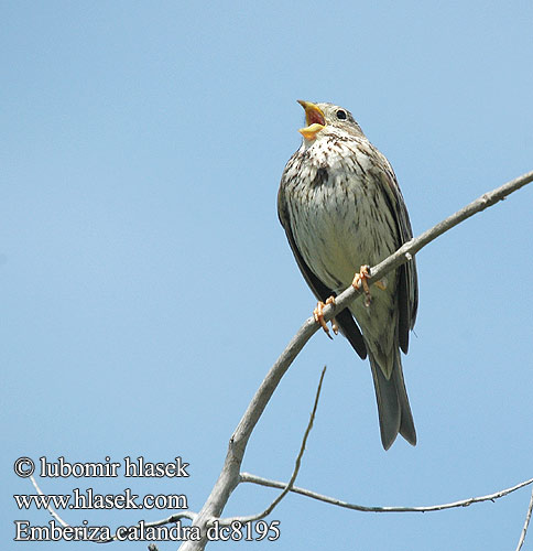 Emberiza calandra dc8195