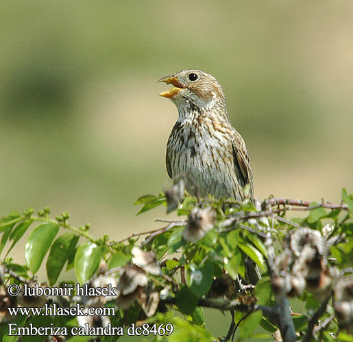 Emberiza calandra dc8469