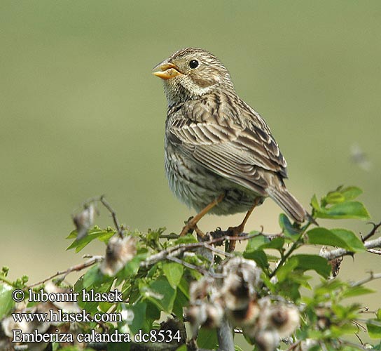 Сива овесарка Strnádka lúčna Veliki strnad Sordély Potrzeszcz Велика стрнадица Голема стрнарка Emberiza calandra Miliaria Corn Bunting Grauammer Triguero Strnad luční Kornværling Bomlærke Grauwe gors Harmaasirkku Stillozzo Kornspurv Kornsparv 黍鹀 Просянка ハタホオジロ درسة الذرة Τσιφτάς Trigueirão Tarla Çintesi גבתון עפרוני