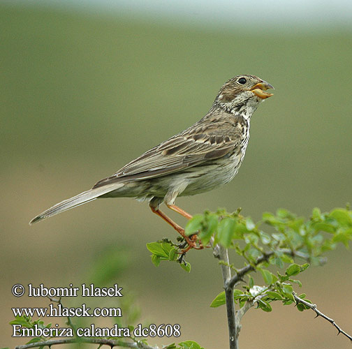 Potrzeszcz Велика стрнадица Голема стрнарка Emberiza calandra Miliaria Corn Bunting Grauammer Triguero Strnad luční Kornværling Bomlærke Grauwe gors Harmaasirkku Stillozzo Kornspurv Kornsparv 黍鹀 Просянка ハタホオジロ درسة الذرة Τσιφτάς Trigueirão Tarla Çintesi גבתון עפרוני Сива овесарка Strnádka lúčna Veliki strnad Sordély