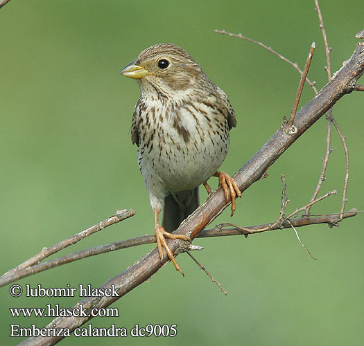 Emberiza calandra dc9005