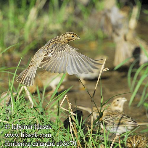 Emberiza calandra eb3679