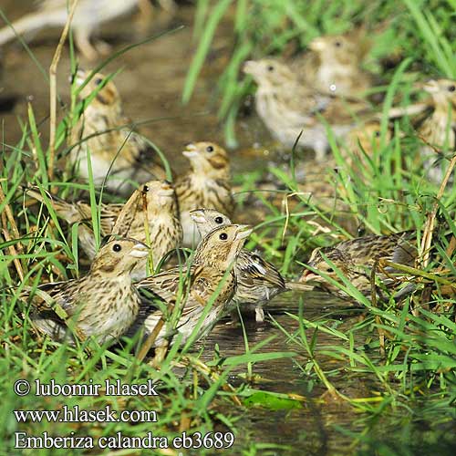 Emberiza Miliaria calandra 黍鹀 Просянка ハタホオジロ درسة الذرة Τσιφτάς Trigueirão Tarla Çintesi גבתון עפרוני Сива овесарка Strnádka lúčna Veliki strnad Sordély Potrzeszcz Велика стрнадица Голема стрнарка Corn Bunting Grauammer Triguero Strnad luční Kornværling Bomlærke Grauwe gors Harmaasirkku Stillozzo Kornspurv Kornsparv