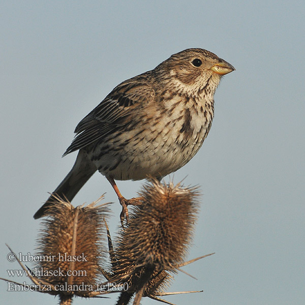 Strnad luční Emberiza calandra Miliaria Corn Bunting Grauammer Triguero Kornværling Bomlærke Grauwe gors Harmaasirkku Strillozzo Kornspurv Kornsparv 黍鹀 Просянка ハタホオジロ درسة الذرة Τσιφτάς Trigueirão Tarla Çintesi גבתון עפרוני Сива овесарка Strnádka lúčna Veliki strnad Sordély Potrzeszcz Велика стрнадица Голема стрнарка Bruant proyer