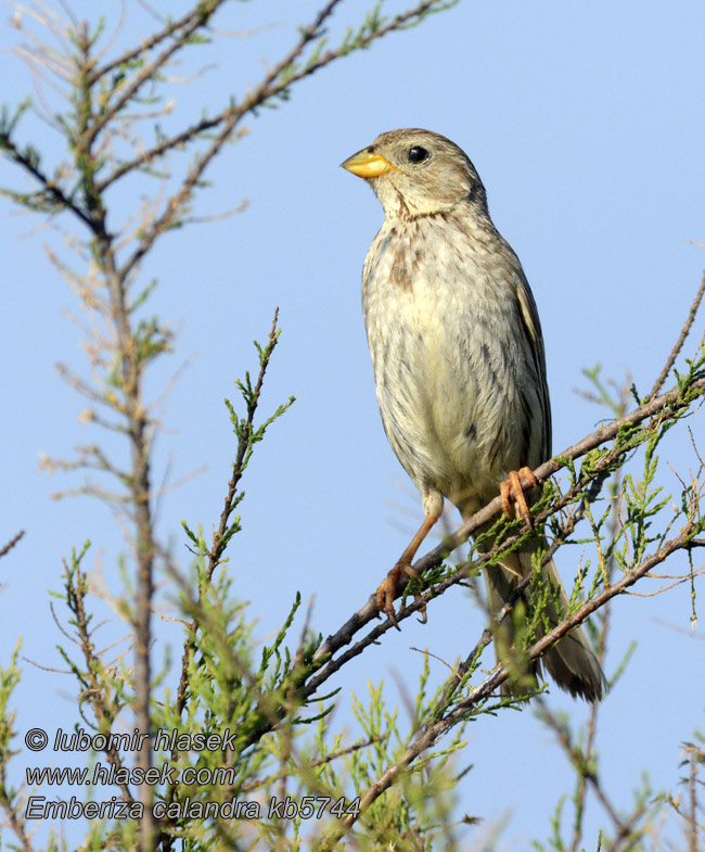 גבתון עפרוני Сива овесарка Emberiza calandra