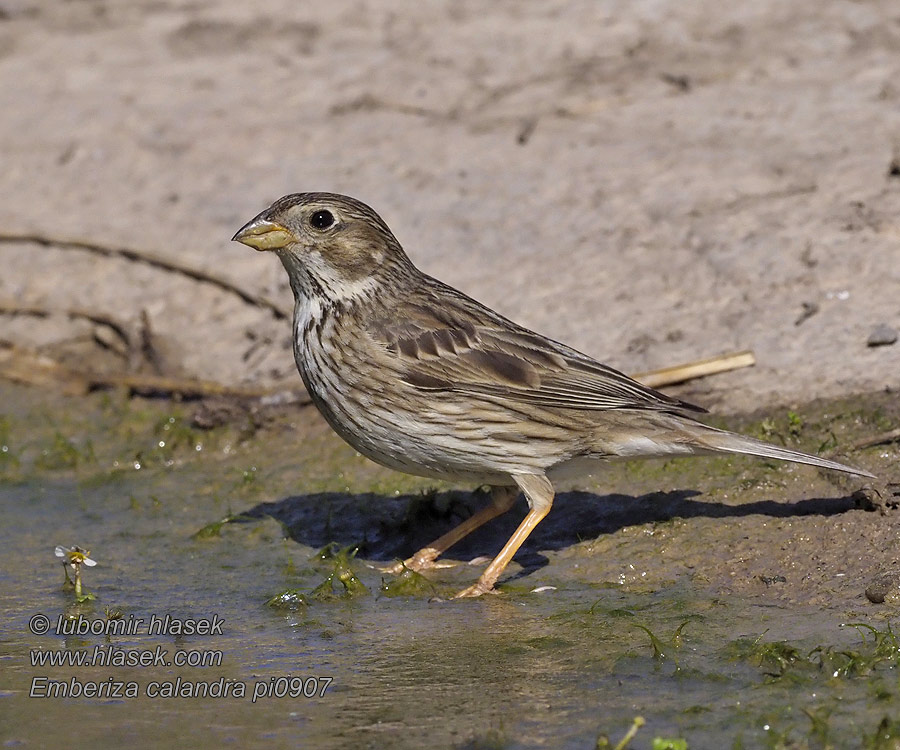 درسة الذرة Τσιφτάς Trigueirão Tarla Çintesi Emberiza calandra