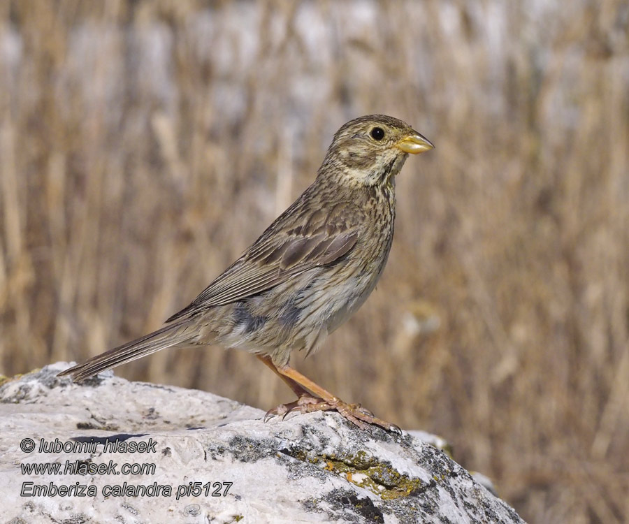 黍鹀 Просянка ハタホオジロ Emberiza calandra