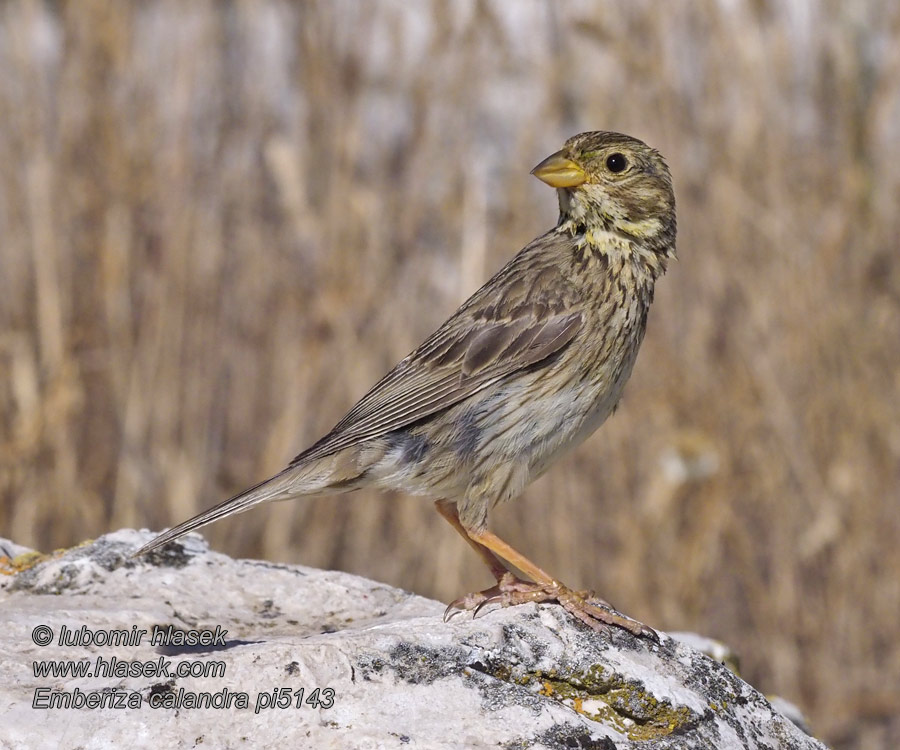 Harmaasirkku Strillozzo Kornspurv Kornsparv Emberiza calandra