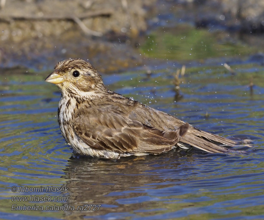 Corn Bunting Grauammer Triguero Emberiza calandra Miliaria