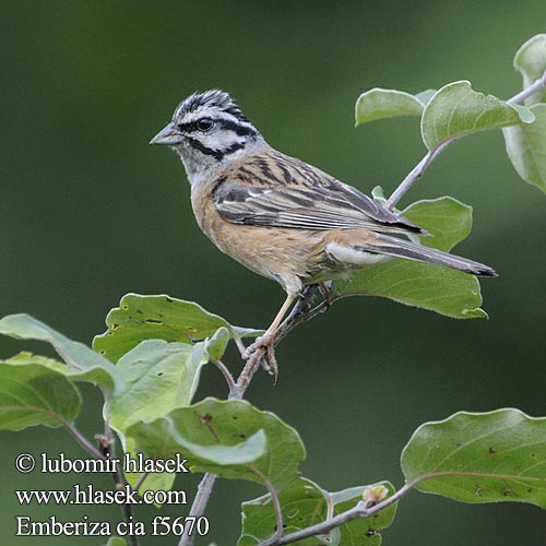 Emberiza cia f5670