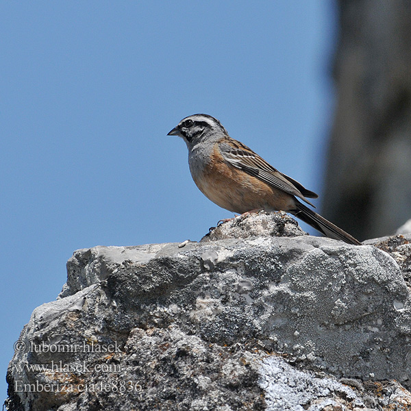 Emberiza cia fe8836