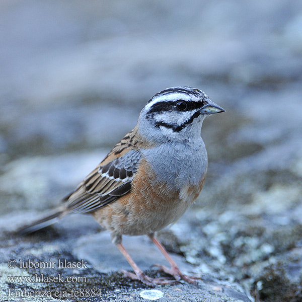 Emberiza cia fe8884