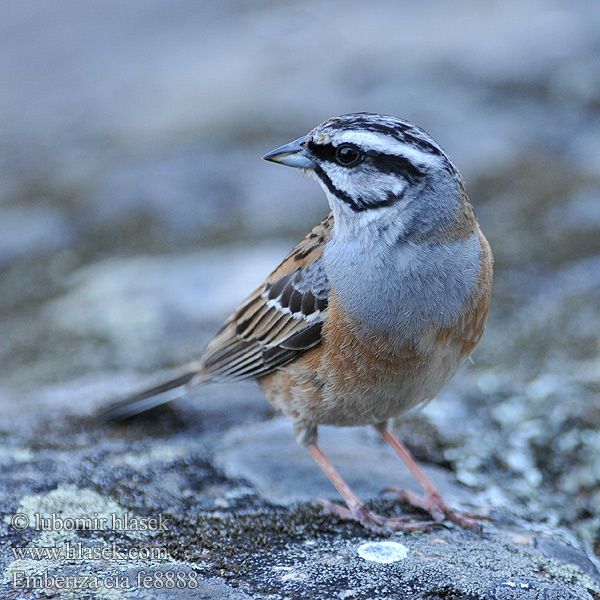 Emberiza cia fe8888