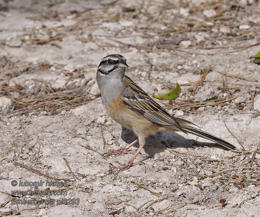 Strnad viničný Zippammer Rock Bunting Emberiza cia