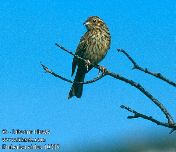 Emberiza cirlus 10208