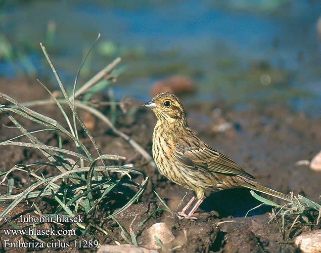 Emberiza cirlus Cirl Bunting Zaunammer Bruant zizi Escribano Soteño Strnad cvrčivý Gærdværling Cirlgors Pensassirkku Zigolo nero Hekkspurv Häcksparv Σιρλοτσίχλονο Escrevedeira-de-garganta-preta Вівсянка городня Bahçe Çintesi Cierlik Огородная овсянка Черногърла овесарка Strnádka svrčavá