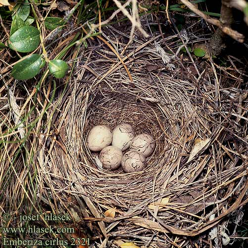 Emberiza cirlus 2321