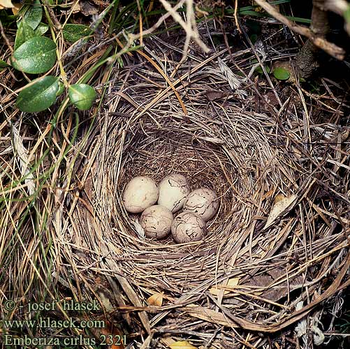 Emberiza cirlus 2321