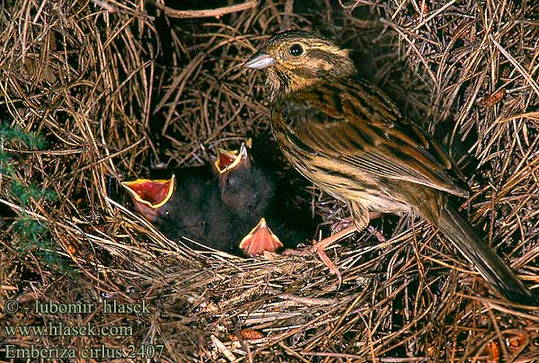 Emberiza cirlus 2407