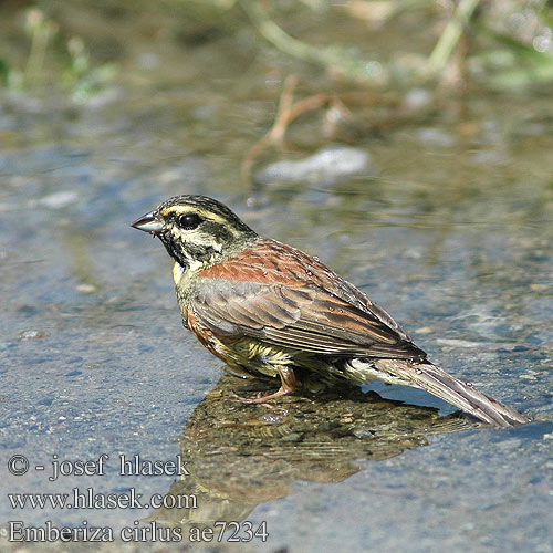 Emberiza cirlus ae7234