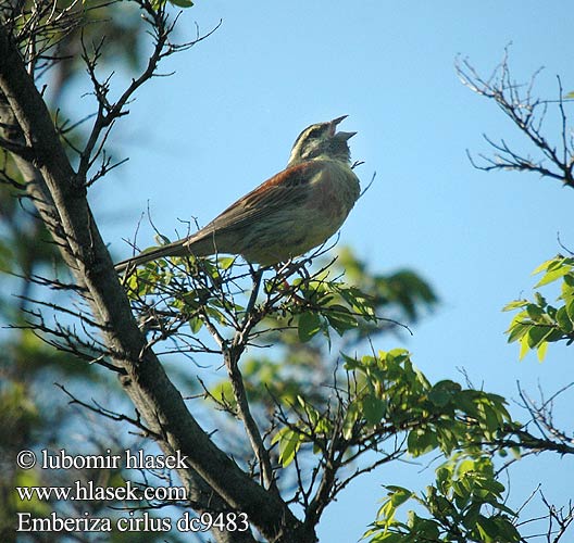 Emberiza cirlus dc9483