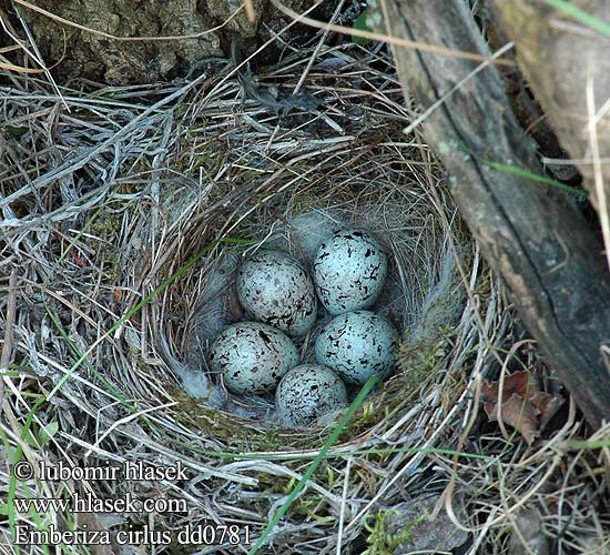 Bahçe Çintesi Cierlik Огородная овсянка Черногърла овесарка Strnádka svrčavá Emberiza cirlus Cirl Bunting Zaunammer Bruant zizi Escribano Soteño Strnad cvrčivý Gærdværling Cirlgors Pensassirkku Zigolo nero Hekkspurv Häcksparv Σιρλοτσίχλονο Escrevedeira-de-garganta-preta Вівсянка городня