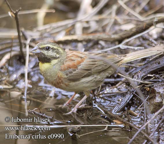 Emberiza cirlus e0990