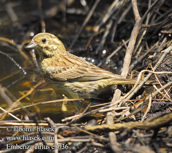 Emberiza cirlus e1036