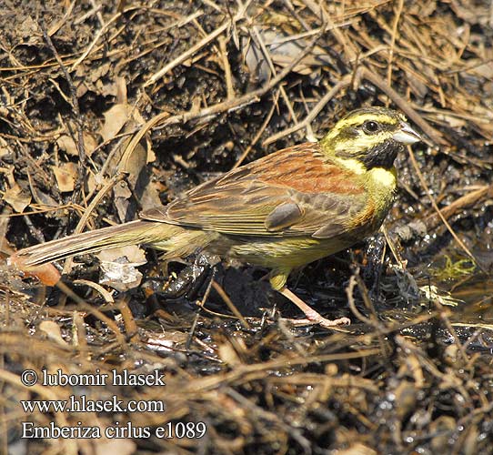 Emberiza cirlus e1089