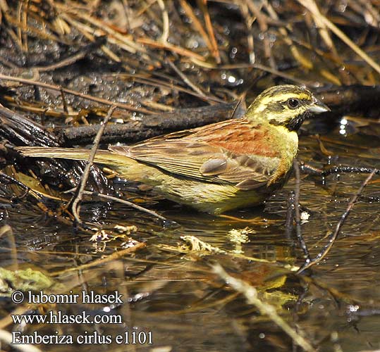 Emberiza cirlus e1101