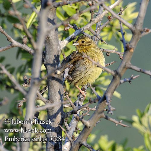 Emberiza cirlus f0284