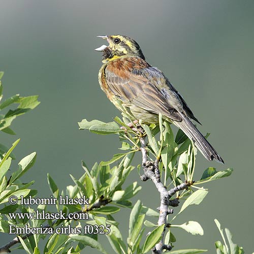 Emberiza cirlus f0325