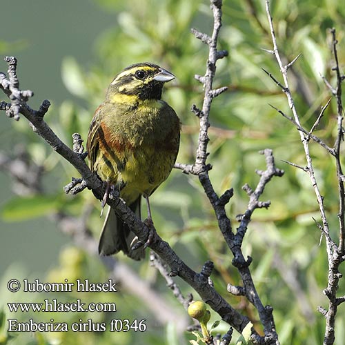 Emberiza cirlus f0346