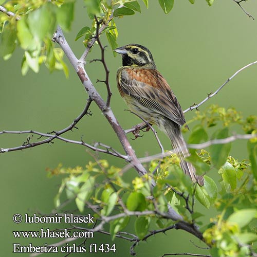 Emberiza cirlus f1434