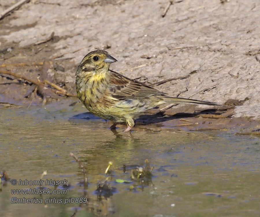 Emberiza cirlus