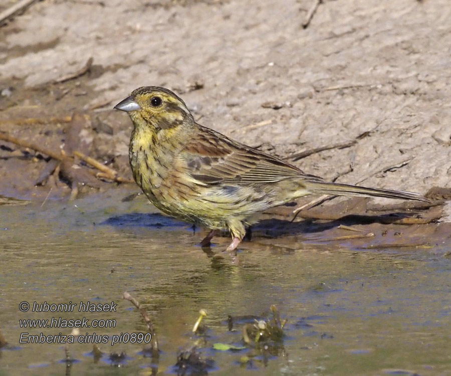 Emberiza cirlus