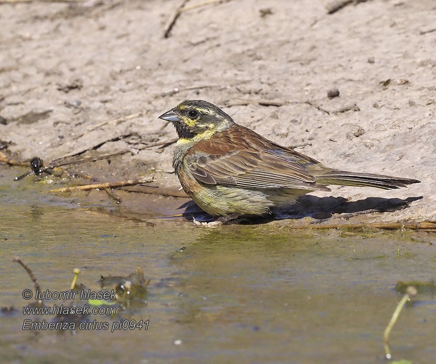 Emberiza cirlus