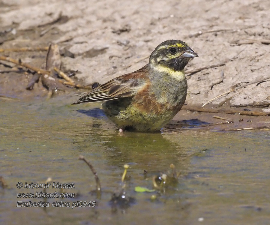 Emberiza cirlus