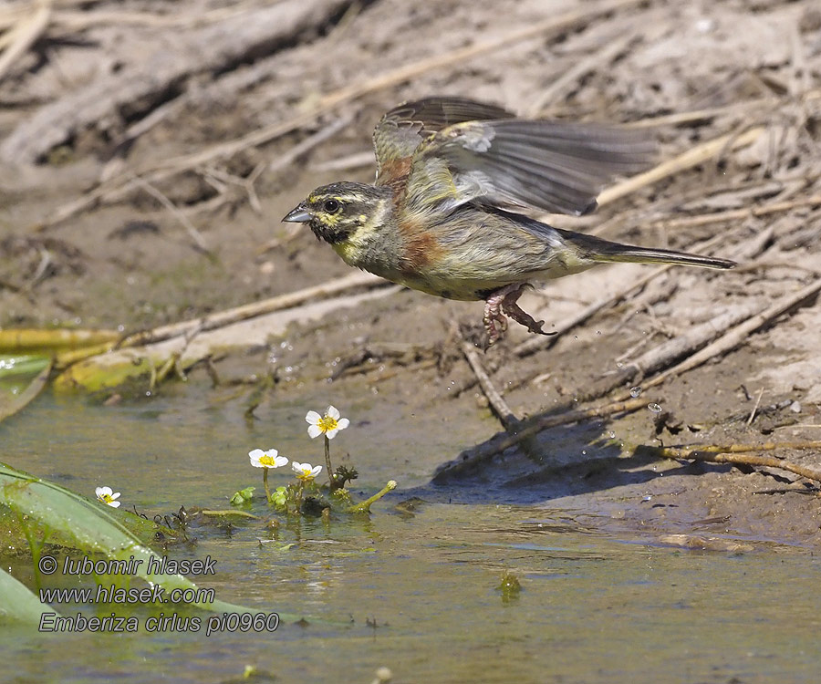 Emberiza cirlus