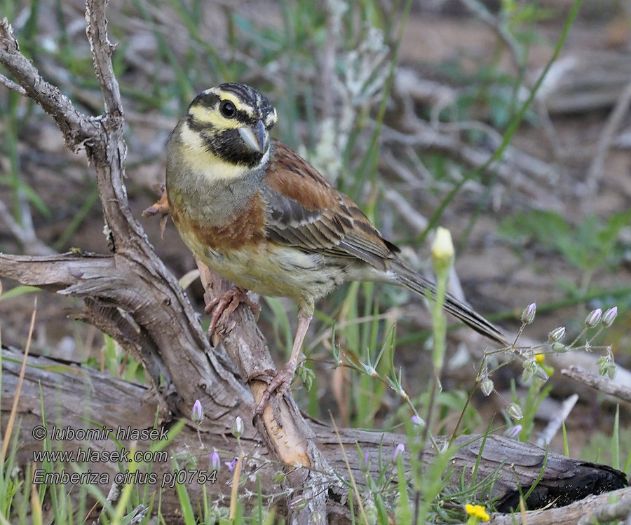 Emberiza cirlus