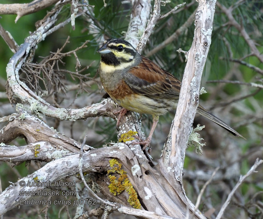 Emberiza cirlus