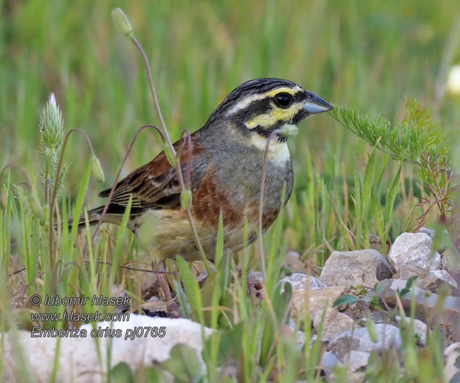 Emberiza cirlus