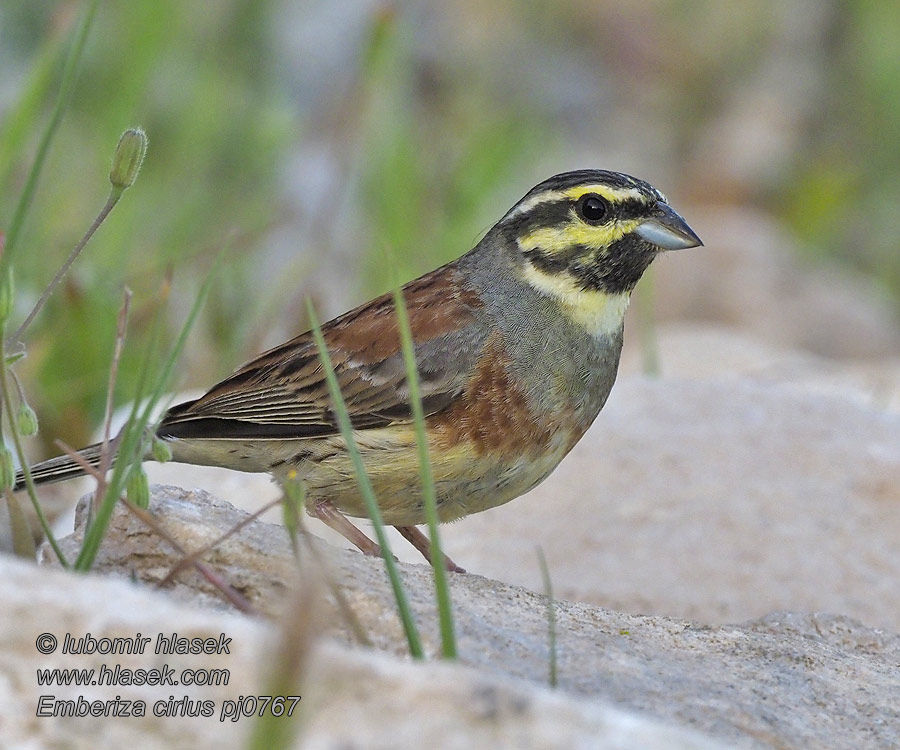 Emberiza cirlus