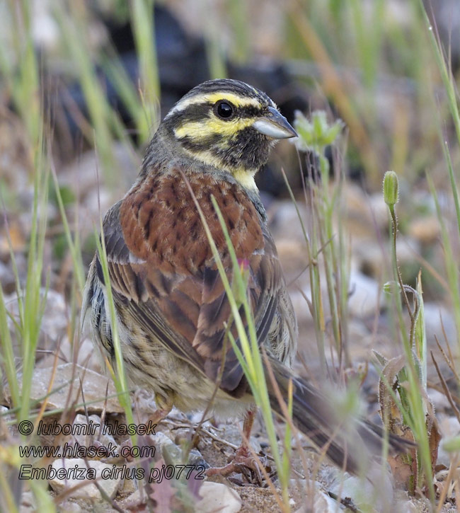 Emberiza cirlus