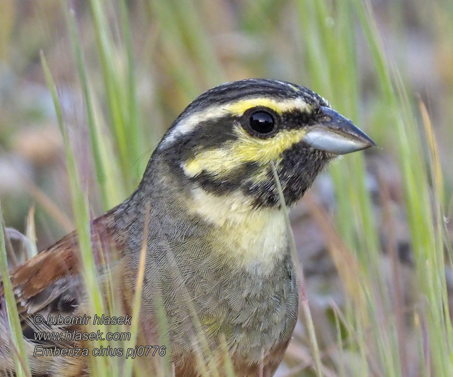 Emberiza cirlus