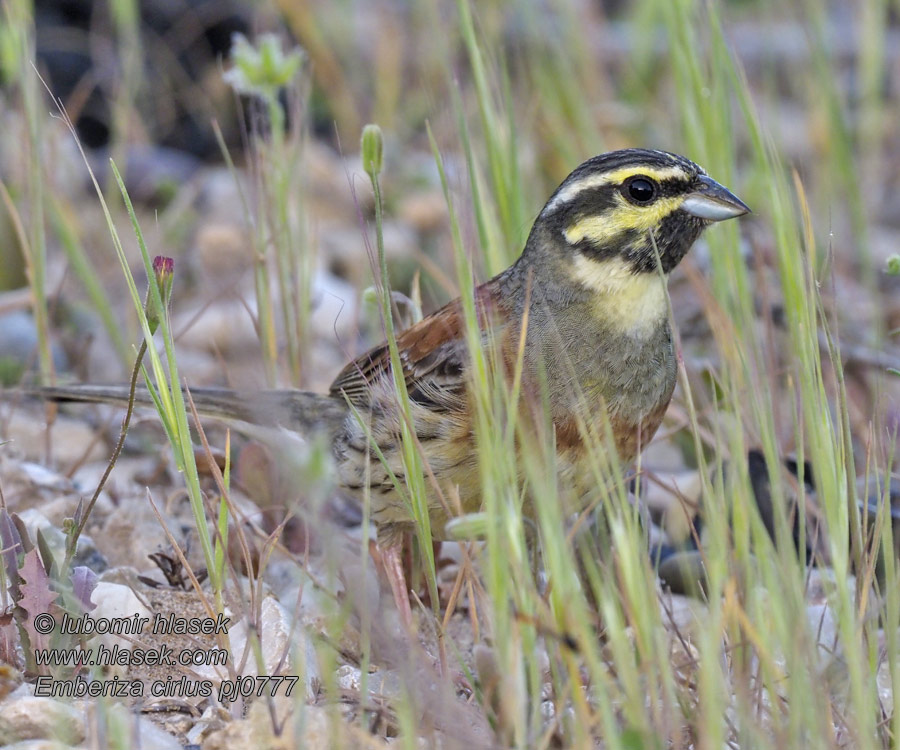 Emberiza cirlus